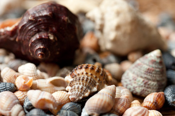 variety of seashells