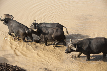 African buffalo safari in Kenya