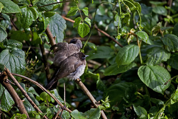 Exotic bird in Kenya