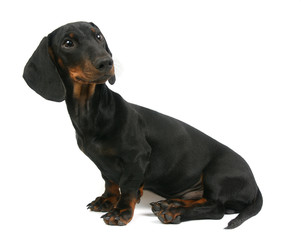 Dachshund puppy is sitting, 4 months old