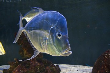 pesci