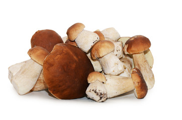 Boletus edulis isolated on white background