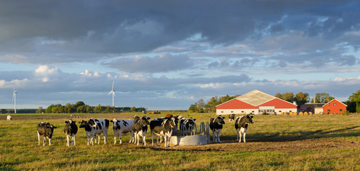 Cows on a Swedish farm