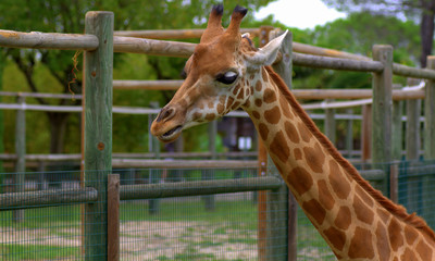 giraffa © Lifeinapixel