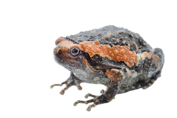 Toad