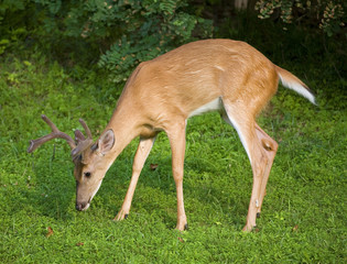 Sniffing buck