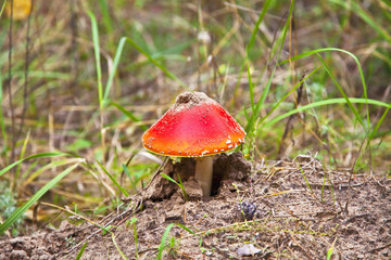 poison mushroom in coniferous pine forest.