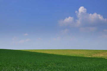 Fototapeta premium Champ