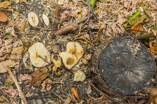 tree stumb