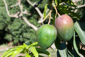 Mango tree. Axarquia, Malaga.