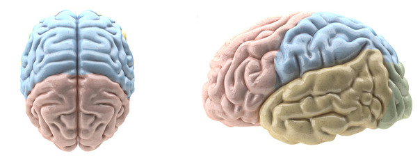 Color mapped brain