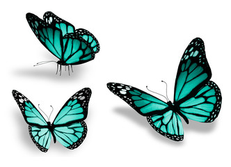 Three turquoise butterfly, isolated on white background