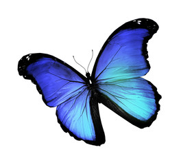 Blue butterfly on white background