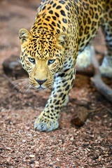 Meubelstickers Leopard © kyslynskyy