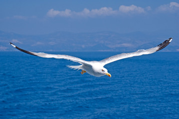 A seagull, soaring in the blue sky - 45069970