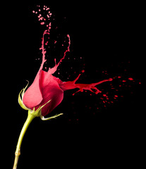 Fototapeta premium czerwone plamy róży