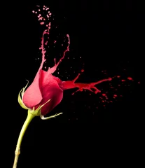 Crédence de cuisine en verre imprimé Roses éclaboussures de rose rouge