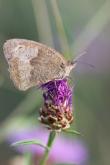 Maniola jurtina, Großes Ochsenauge