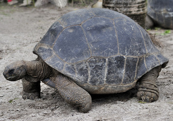 Galapagos Giant Tortoise