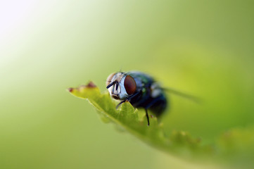 Fly Closeup