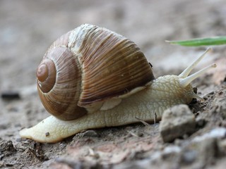 Weinbergschnecke