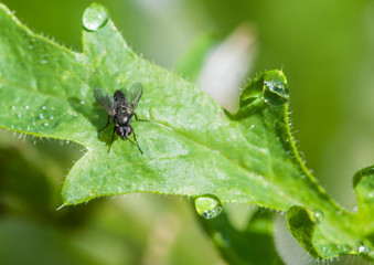 Naklejka premium With The Raindrops