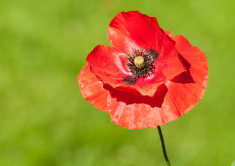 Fototapeta premium Against The Lawn