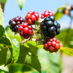 37/52 - Summer Berries