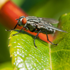 Naklejka premium Hairy Fellow