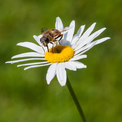 Tasting Pollen
