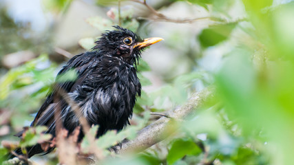 Bedraggled