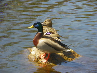 Mallard Duck Couple on the Rocks