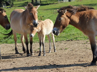 Przewalskistute mit Fohlen