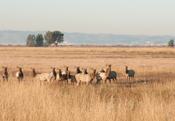 Fototapeta na wymiar Tule elk herd on Grizzly Island, CA wildlife refuge