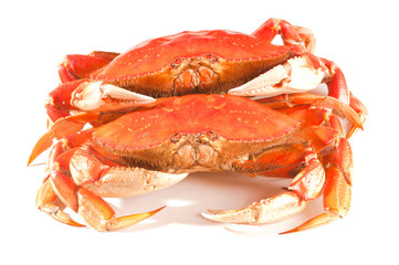 Pair of whole freshly cooked crabs on white