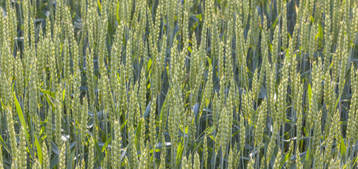 green  field in summertime with head of corn
