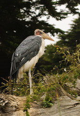 Maribou stork building nest