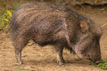 Peccary