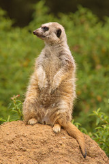Meerkat on the lookout for predators