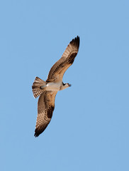 Osprey in flight against a blue sky
