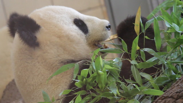 Panda eating Bamboo