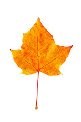 dry orange autumn leaf