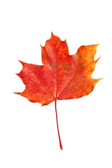 dry red autumn isolated leaf