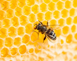 Fotobehang bee working in honeycomb macro shot © Andrey Kuzmin