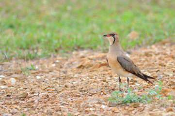 Fototapeta premium Oriental Pratincole bird