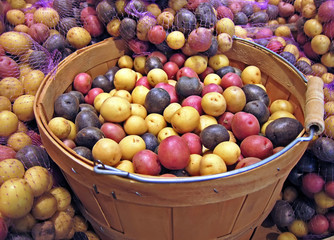 Basket of Red, White and Blue Potatoes