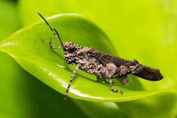 Grasshopper