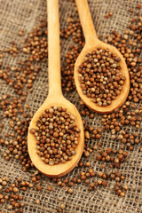 Heap coriander seeds in wooden spoons