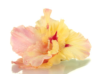 beautiful bud of yellow-pink gladiolus isolated