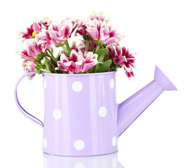 colorful chrysanthemums in violet watering can with white polka